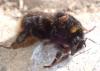 Bombus soroeensis soroeensis